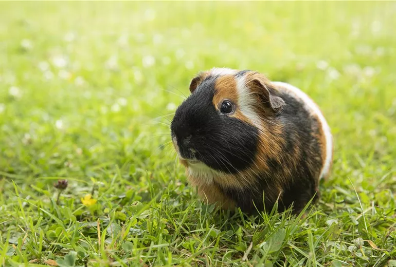 Meerschweinchen