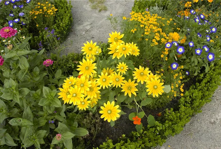 Rudbeckia hirta 'Prairie Sun'