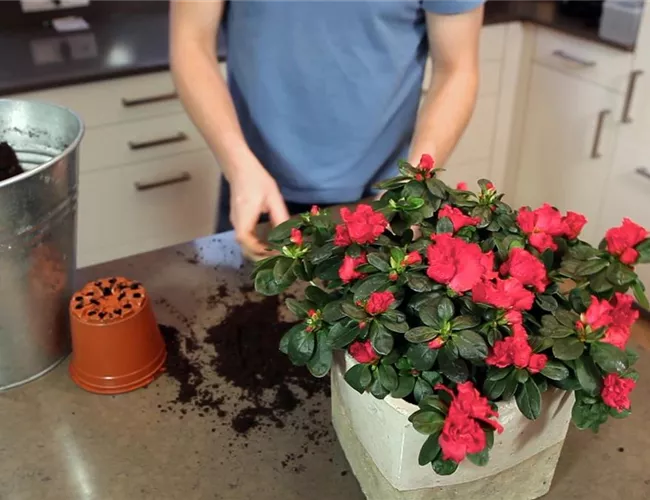 Azalee - Einpflanzen in ein Gefäß