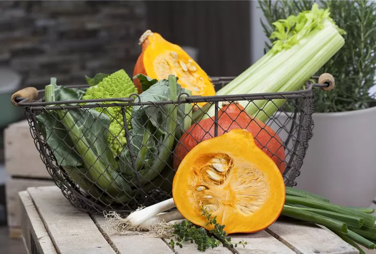 Cucurbita pepo