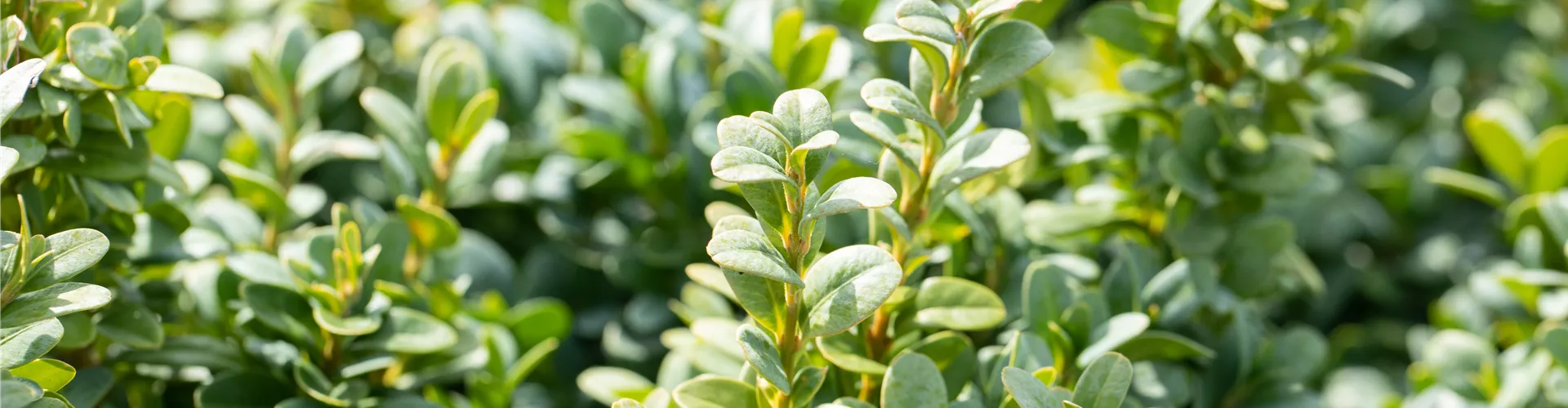 Buxus sempervirens 'Blauer Heinz' Buxus sempervirens 'Blauer Heinz'