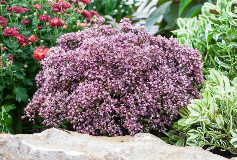 Sedum