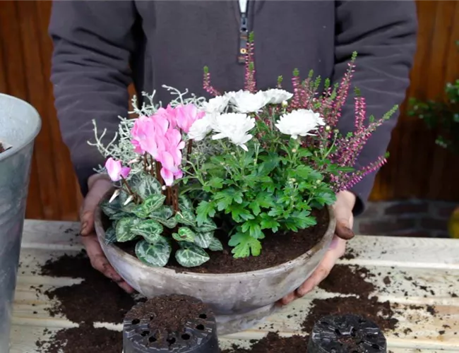 Blumenkübel - Herbstliche Bepflanzung