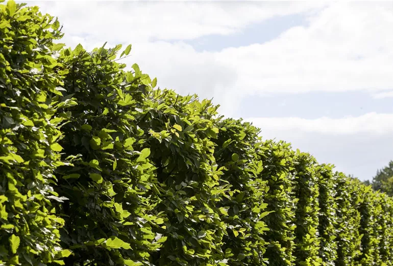 Carpinus betulus 'Frans Fontaine'