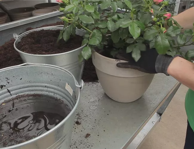 Rosen - Einpflanzen in ein Gefäß