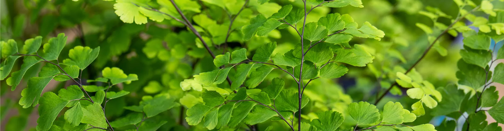 Adiantum raddianum Adiantum raddianum