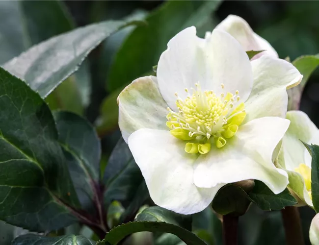 Auch im Winter nicht auf blühende Pflanzen verzichten!