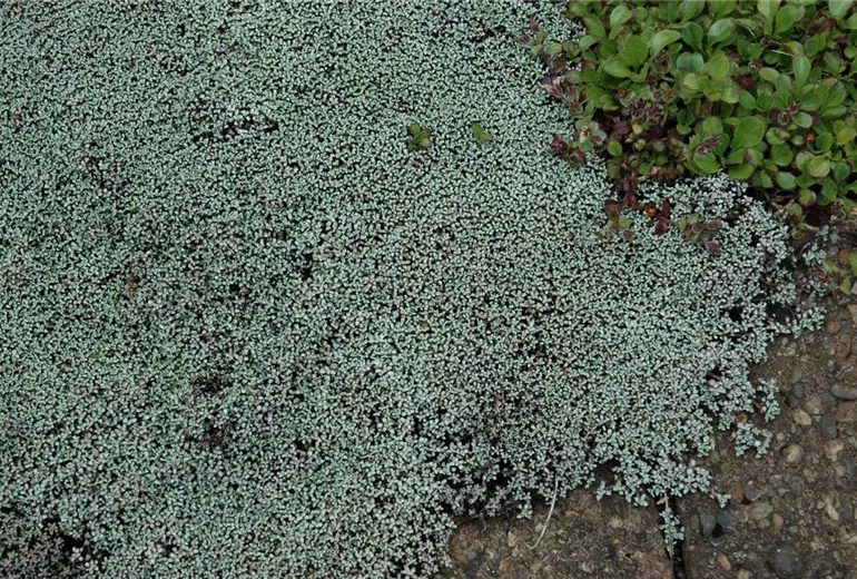 Raoulia australis