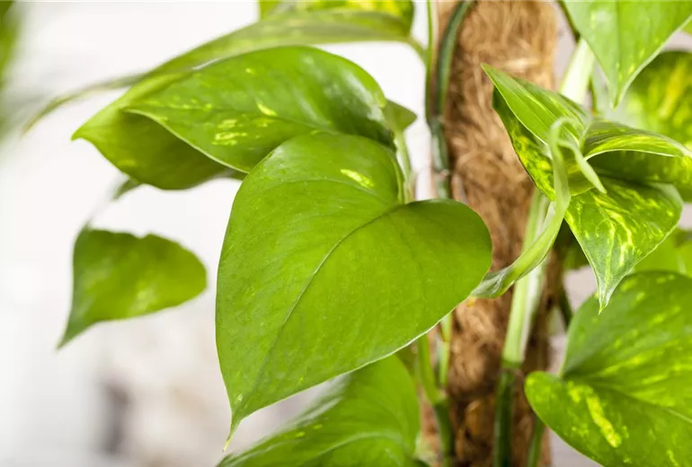 Epipremnum aureum