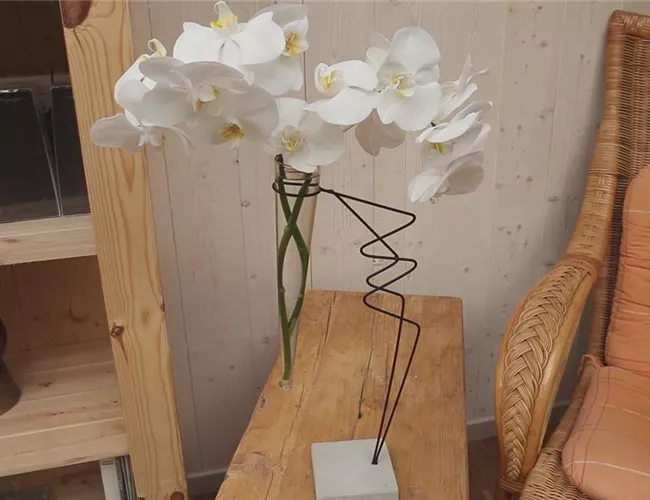 Orchidee - Anschneiden für den Heimgebrauch