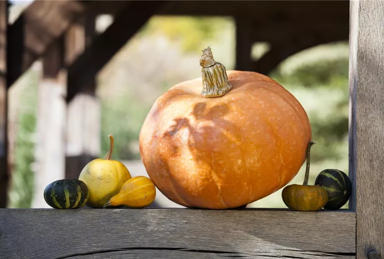Cucurbita maxima