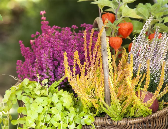 Ab in die Kiste! Herbstliche Deko mit Besenheide