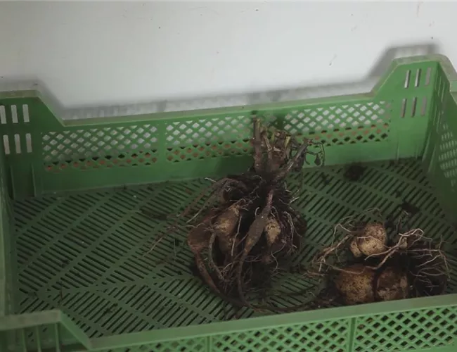 Dahlie - Überwintern