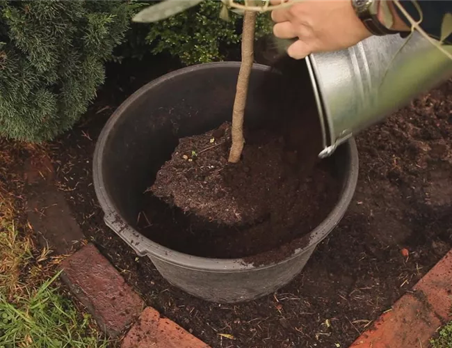 Olivenbaum - Überwintern