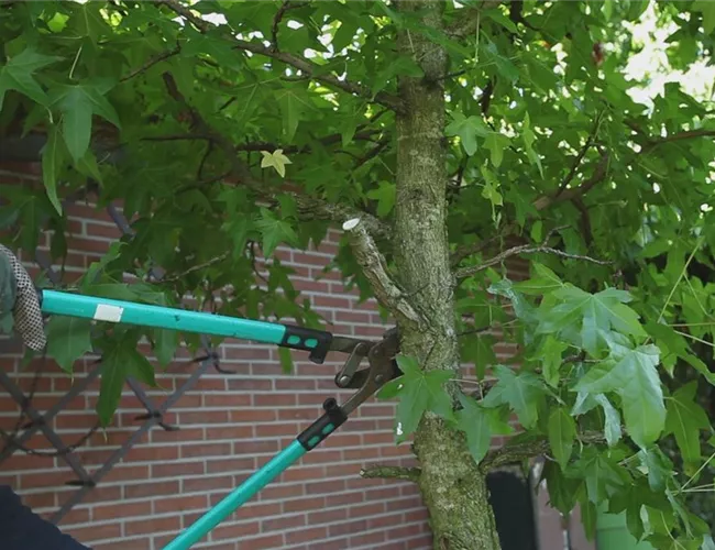 Laubgehölz - Zurückschneiden im Herbst