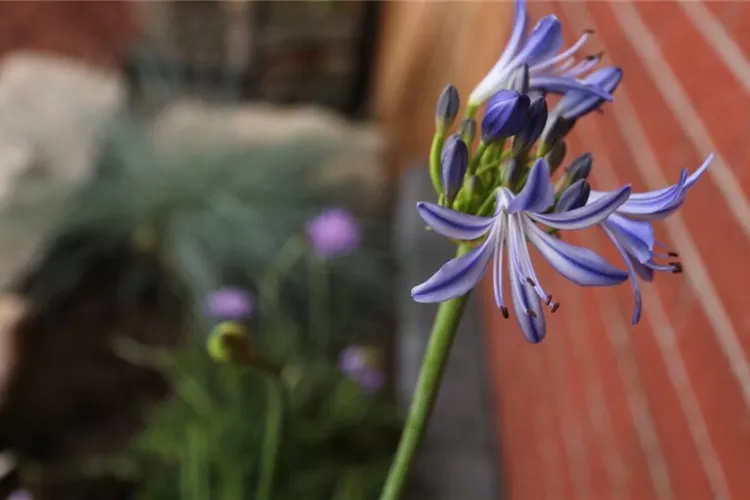 Afrikanische Schmucklilie - Einpflanzen im Garten