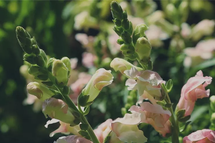 Löwenmaul - Einpflanzen im Garten
