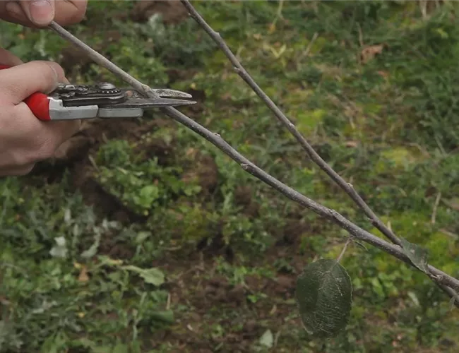 Apfelbaum - Pflanzschnitt