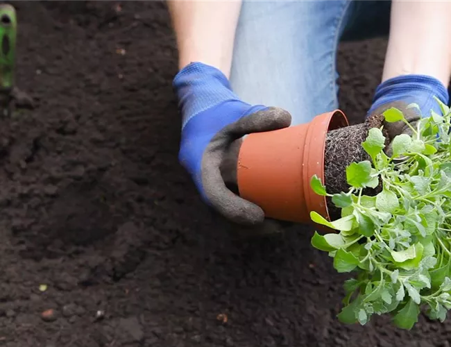 Blaukissen - Einpflanzen im Garten