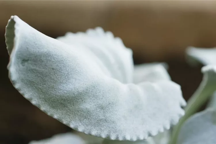 Silberblatt (Senecio) - Einpflanzen im Garten