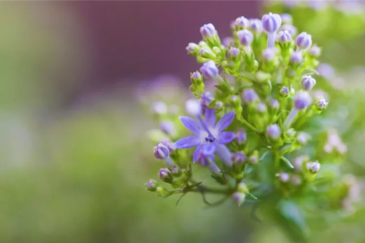 Blaues Halskraut - Einpflanzen im Garten