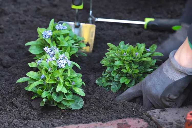 Vergissmeinnicht - Einpflanzen im Garten