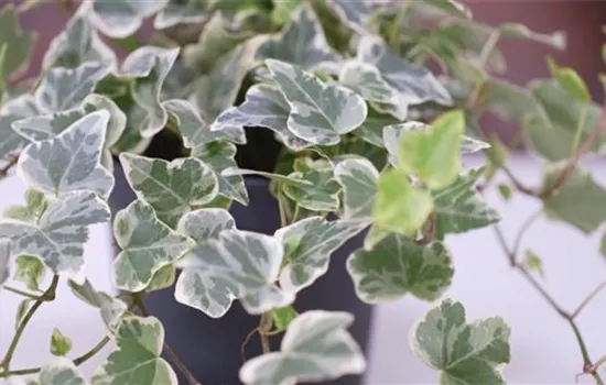 Efeu - Umtopfen Efeu - Umtopfen