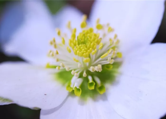 Christrose - Einpflanzen im Garten Christrose - Einpflanzen im Garten