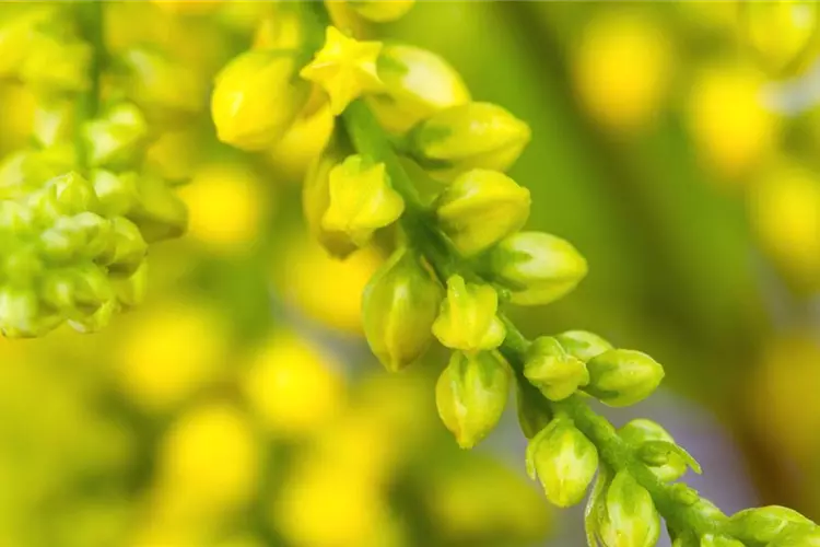Goldtröpfchen - Einpflanzen im Garten