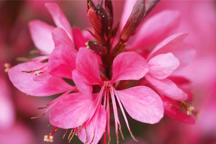 Prachtkerze - Einpflanzen im Garten