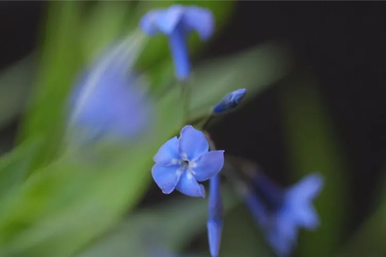Texas Blaustern - Einpflanzen im Garten