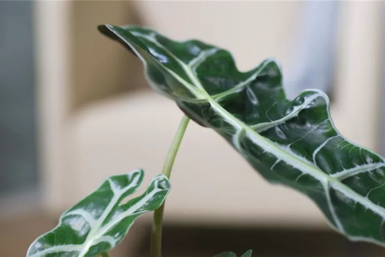 Pfeilblatt- Umtopfen