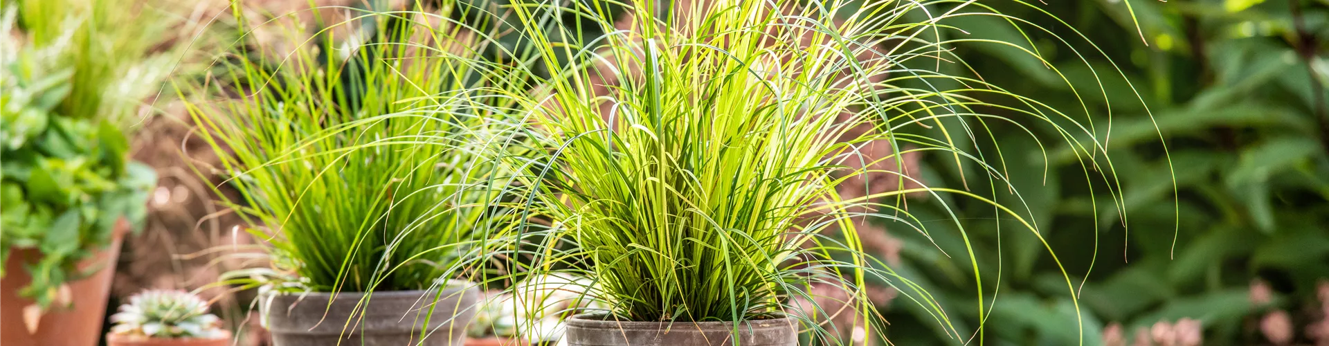 Herbstdeko - Gräser