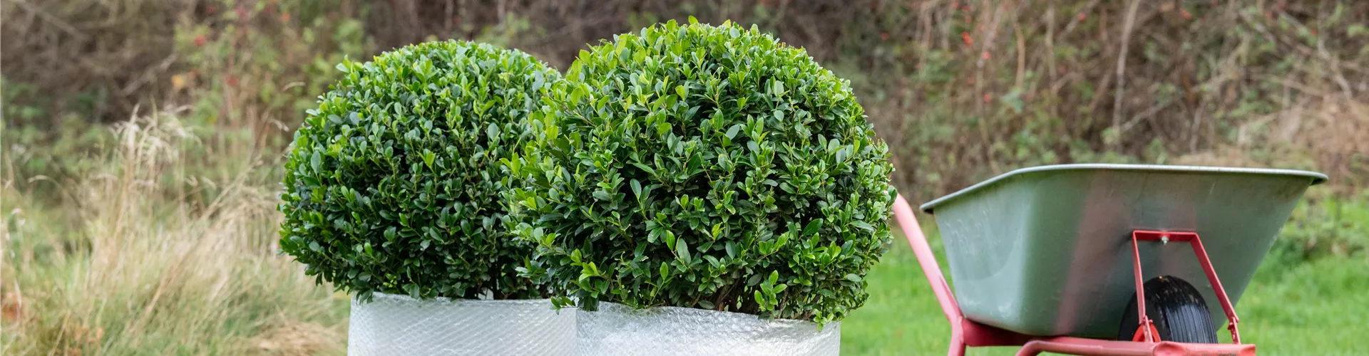 Kübel winterfest machen - Luftpolsterfolie