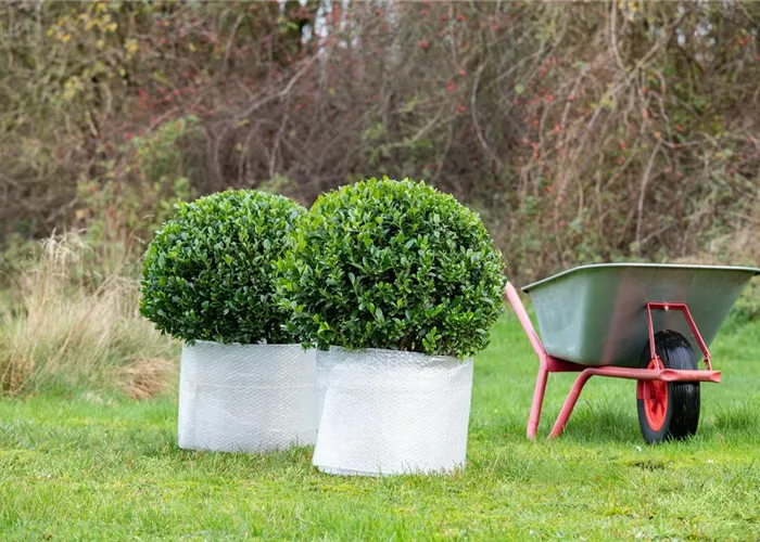 Überwinterung von Kübelpflanzen