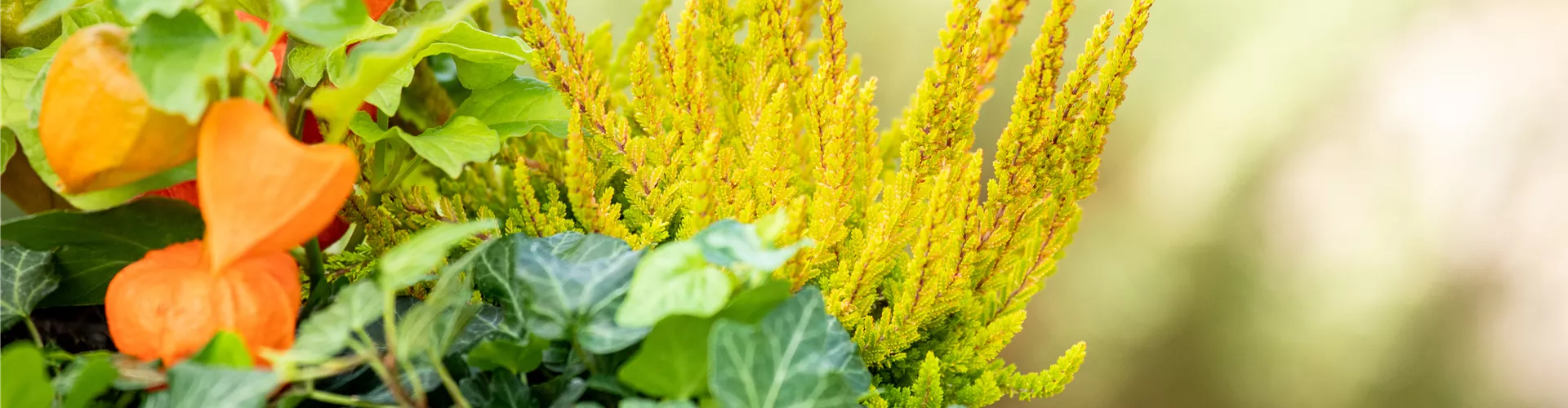 Herbstdeko - Bepflanzter Balkonkasten mit Heide 