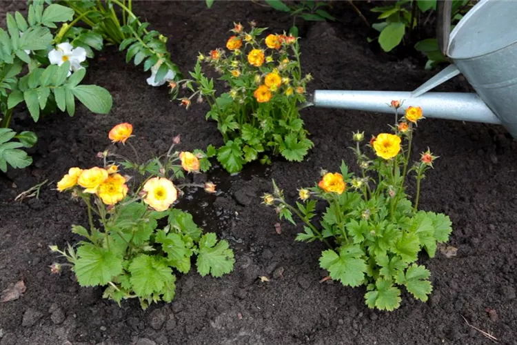 Nelkenwurz - Einpflanzen im Garten