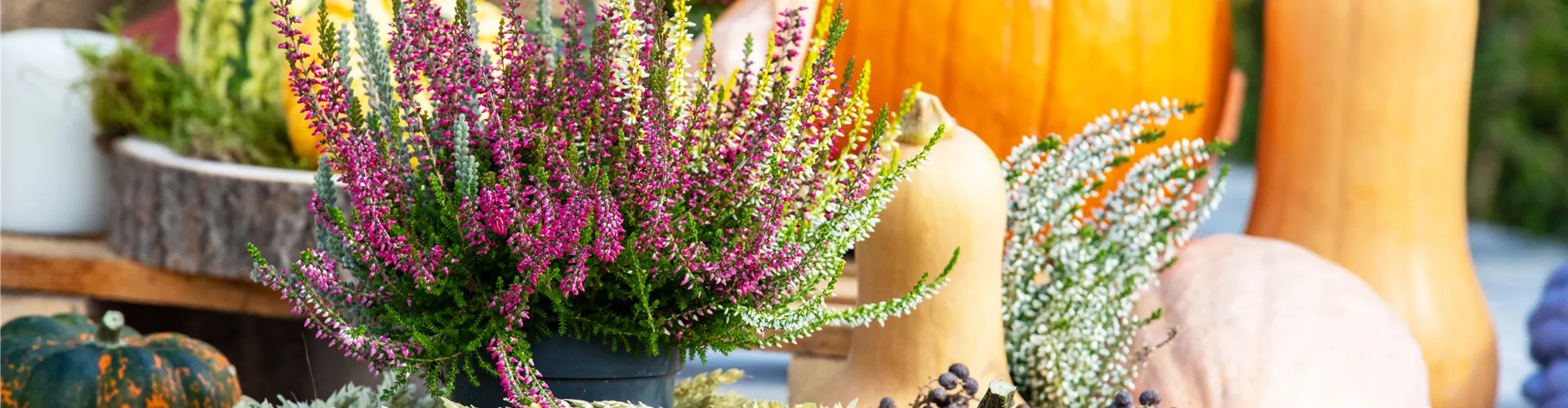 Herbstliches Ambiente Herbstliches Ambiente