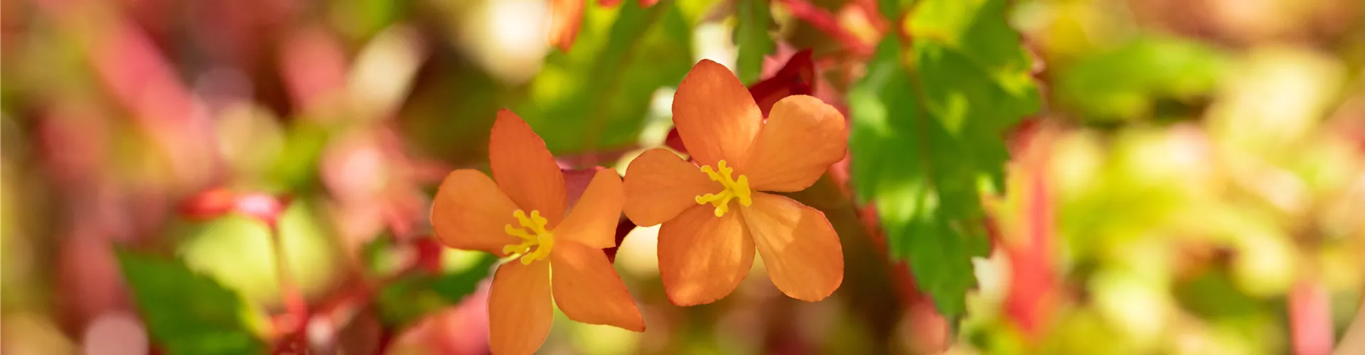 Begonia sutherlandii