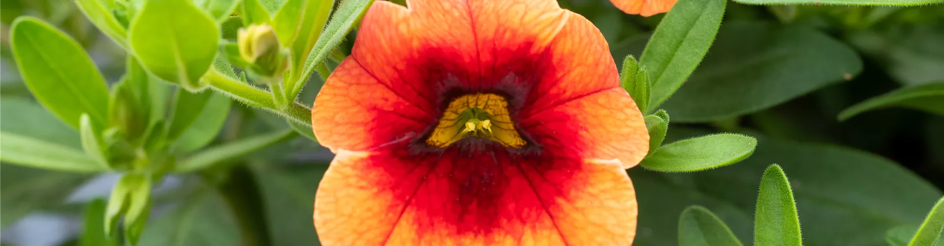 Calibrachoa 'Calita® Orange Red Eye'