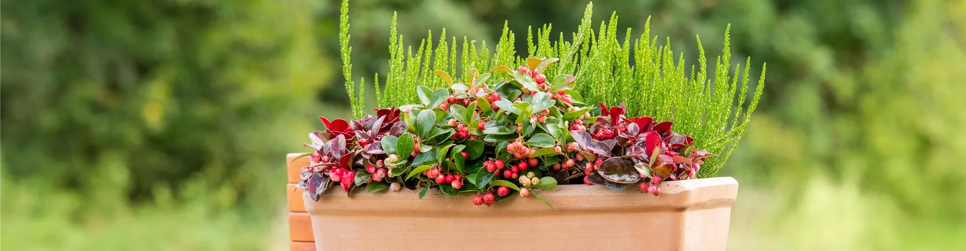 Balkonkasten im Ambiente
