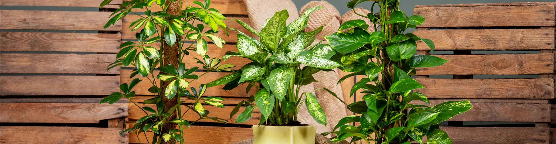 Verschiedene Zimmerpflanzen