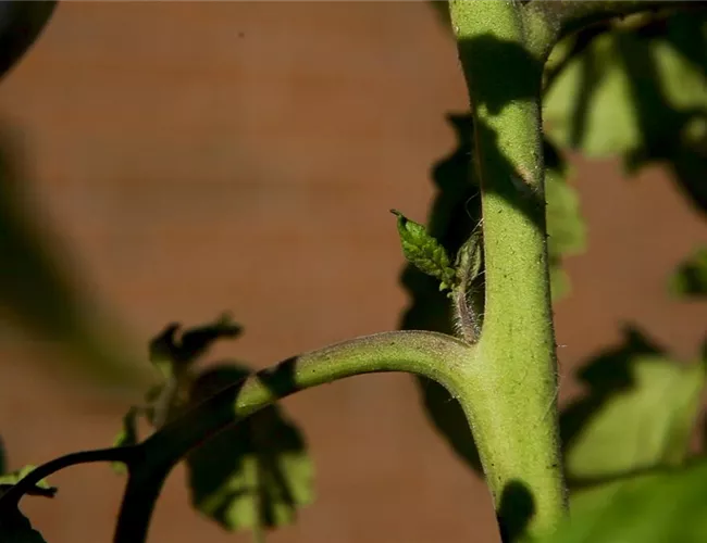 Wie machst du das? - Tomaten ausgeizen