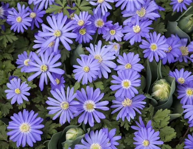 Anemonen – zarte Windröschen im Garten