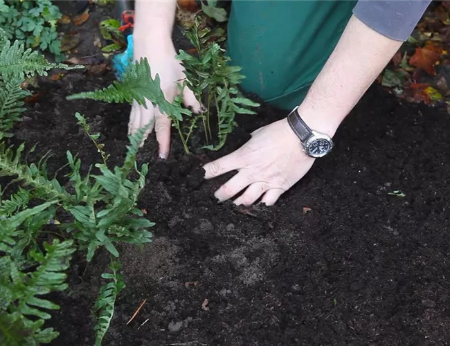 Farn - Teilen und Vermehren