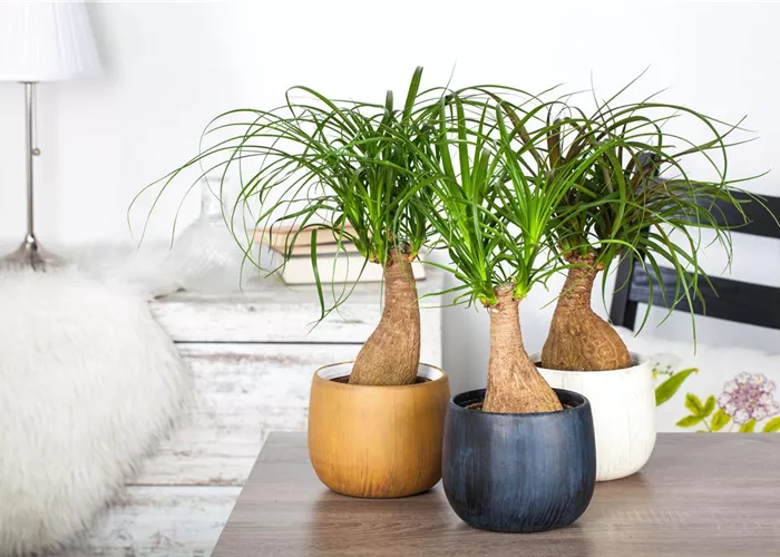 Fußpflege der botanischen Art: Elefantenfuß richtig pflegen