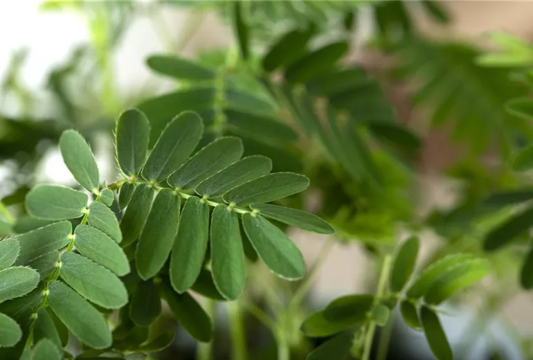 Mimosa pudica
