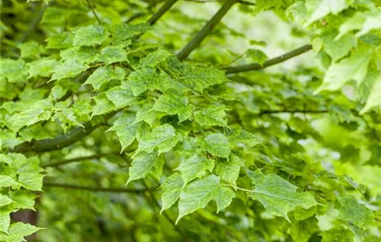 Wunderschöne Gehölze für große und kleine Hausgärten Wunderschöne Gehölze für große und kleine Hausgärten