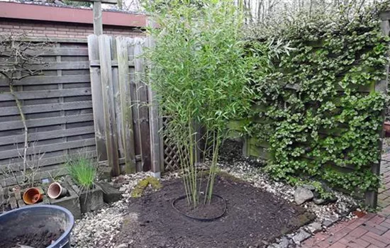 Bambus - Einpflanzen im Garten Bambus - Einpflanzen im Garten