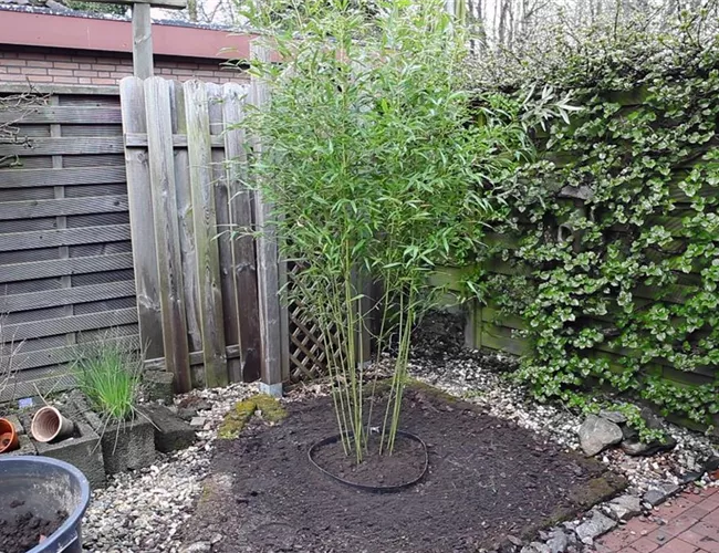 Bambus - Einpflanzen im Garten